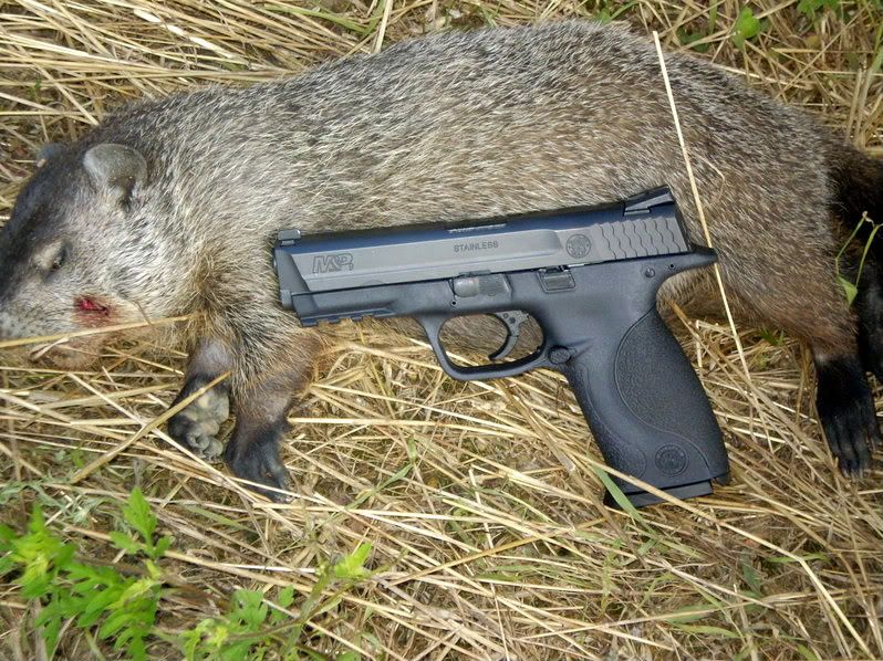 does raccoons have rabies