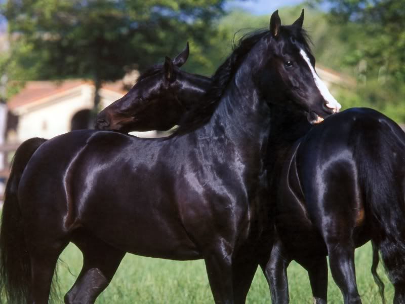 arabian horses wallpaper. arabian horse wallpaper.