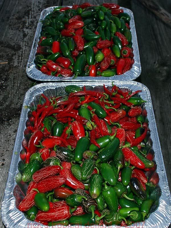 jalapenos-002.jpg