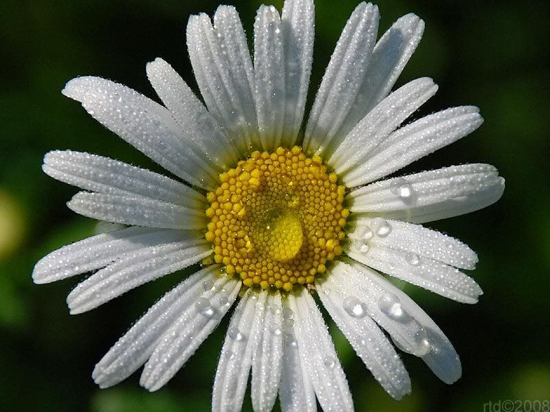 daisy-002.jpg