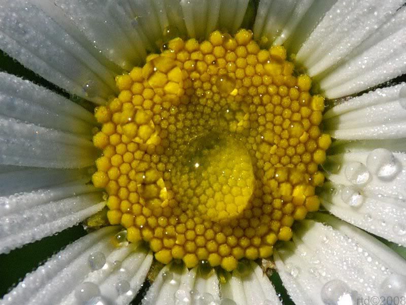 daisy-002_2.jpg