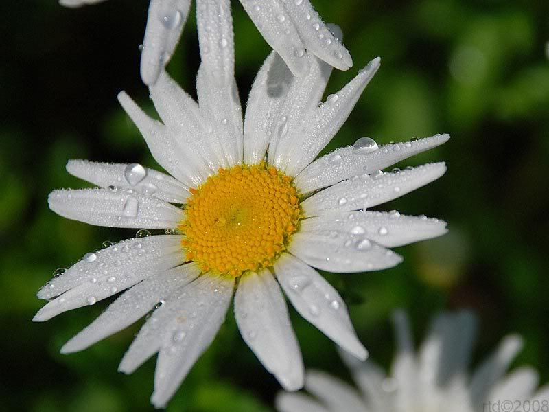 daisy-006.jpg
