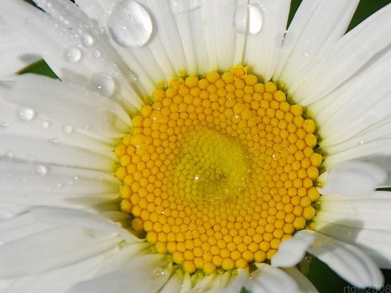 daisy-009.jpg