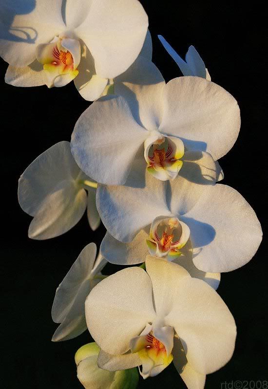 orchid-007.jpg