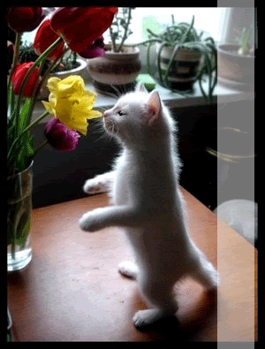 http://i143.photobucket.com/albums/r151/drpapesqua/feel-better-soon.gif