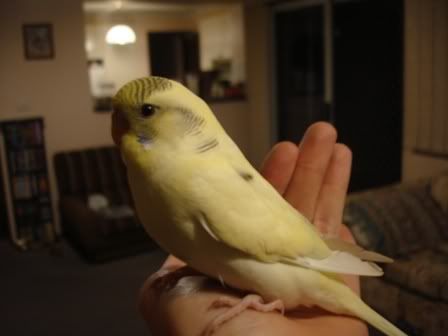 babyrenji.jpg