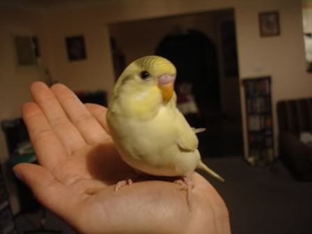 babyrenji2.jpg