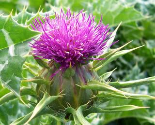 Courtesy Wikipedia 739px Milk thistle flower