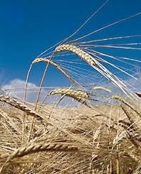The Buckler Brief barley