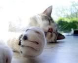 because no one thinks napping bees are cute cattttt
