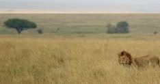 humans are lion food humans are lion food