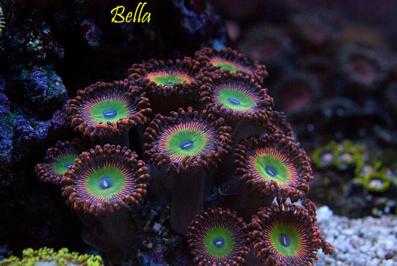 Candy apple red 2 - Palythoa's and Zoanthid's Pictures