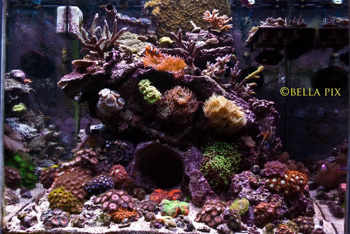 Fts20 - Palythoa's and Zoanthid's Pictures