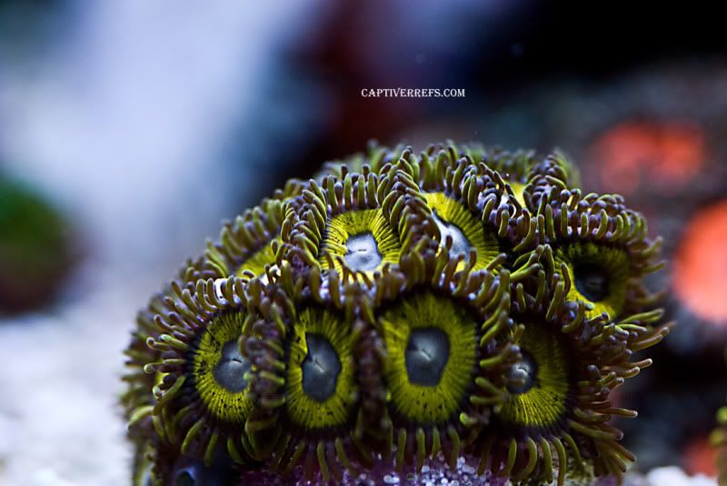 Goldenclove hornets1 - Updated ZOA Pics, Captive Reef Exclusive!