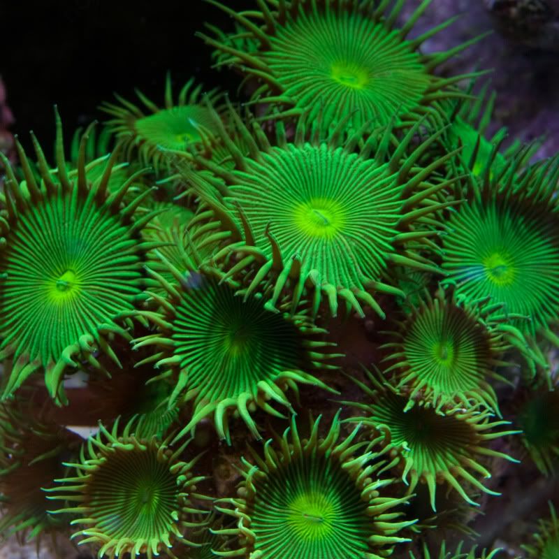 Green button2jpg - Palythoa's and Zoanthid's Pictures