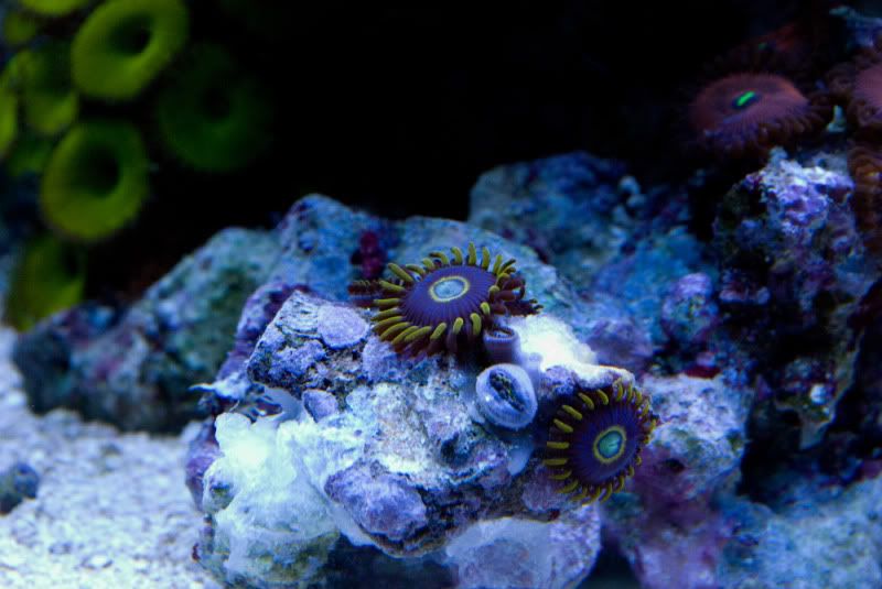 JimC11 - Bella coral series "Blue Hornets"
