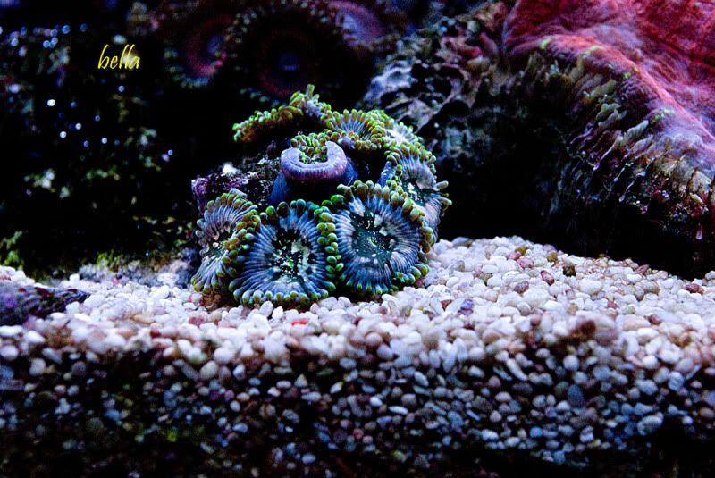 Martians - Palythoa's and Zoanthid's Pictures