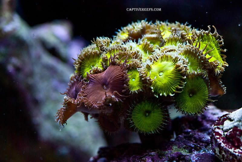 Nucleargreenpurpledeath - Updated ZOA Pics, Captive Reef Exclusive!