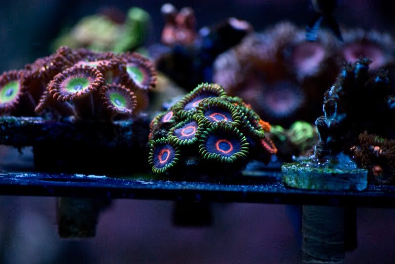 PHE - Palythoa's and Zoanthid's Pictures