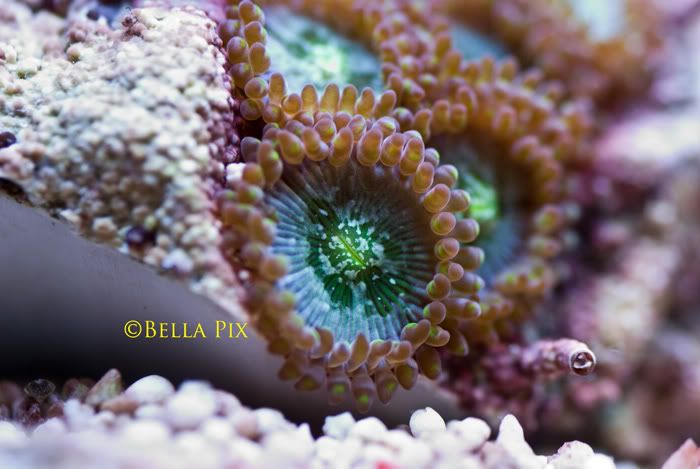 Planet earth - Palythoa's and Zoanthid's Pictures