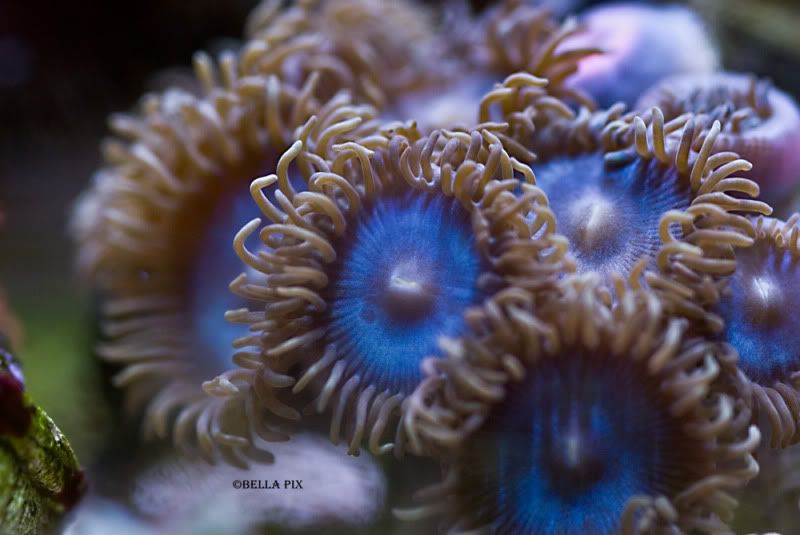 ReefSolutions white mouth  - Reef solution's white mouth Blue people eater