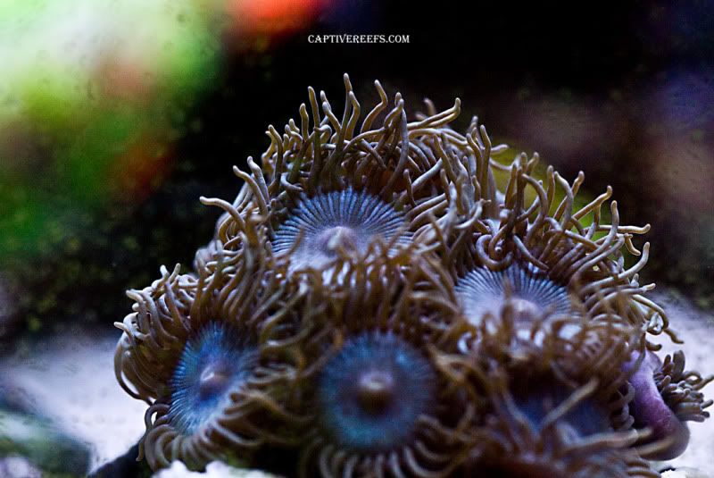 ReefSolutionswhite mouth 3 - Updated ZOA Pics, Captive Reef Exclusive!
