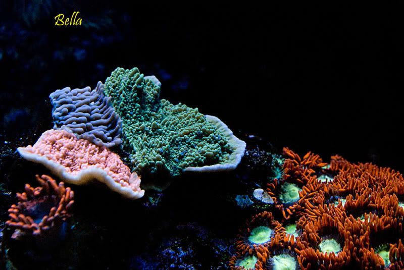 Ring of fire2 - Palythoa's and Zoanthid's Pictures