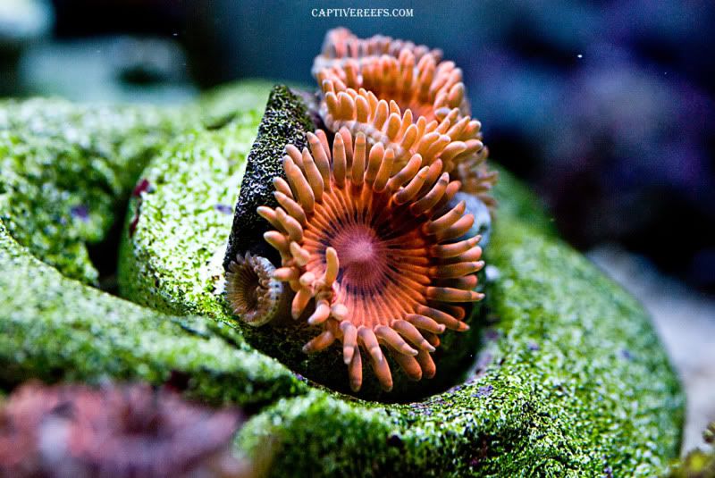 Seashells orange brites1 - Updated ZOA Pics, Captive Reef Exclusive!