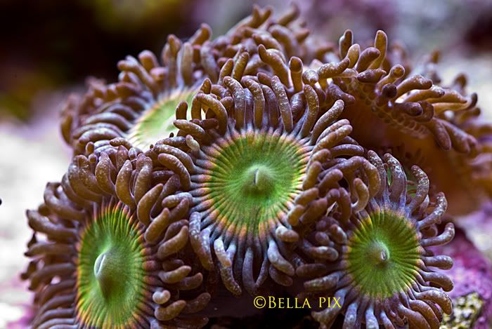 SunnyD - Palythoa's and Zoanthid's Pictures