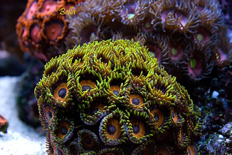 Tangerines - Palythoa's and Zoanthid's Pictures