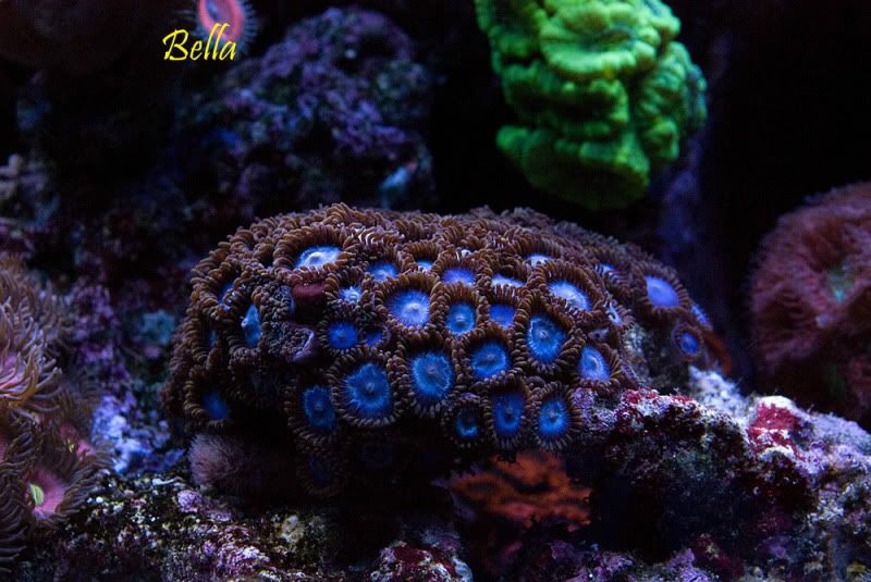 Tubbsblues - Palythoa's and Zoanthid's Pictures