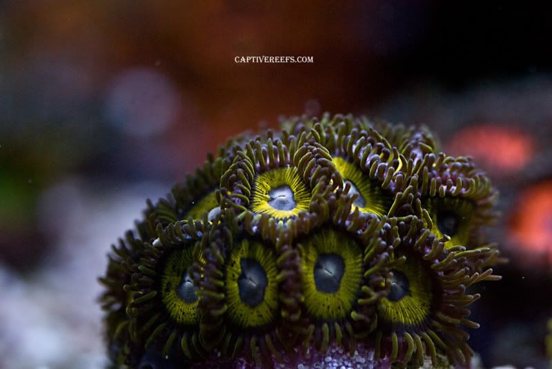 belladonnas2 - Updated ZOA Pics, Captive Reef Exclusive!