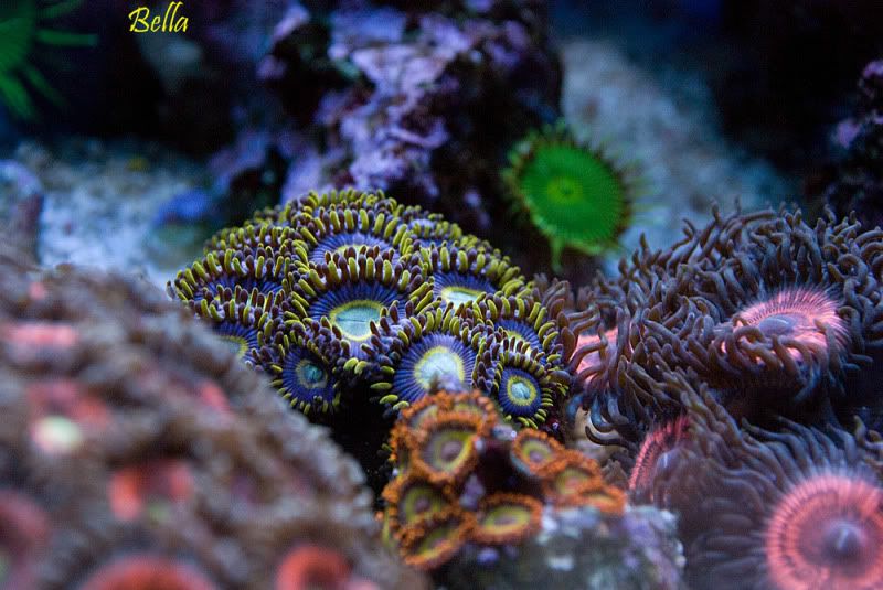 blue hornets3 - Palythoa's and Zoanthid's Pictures