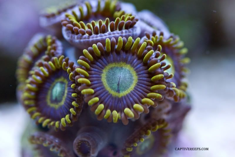 blue hornets6 - Updated ZOA Pics, Captive Reef Exclusive!