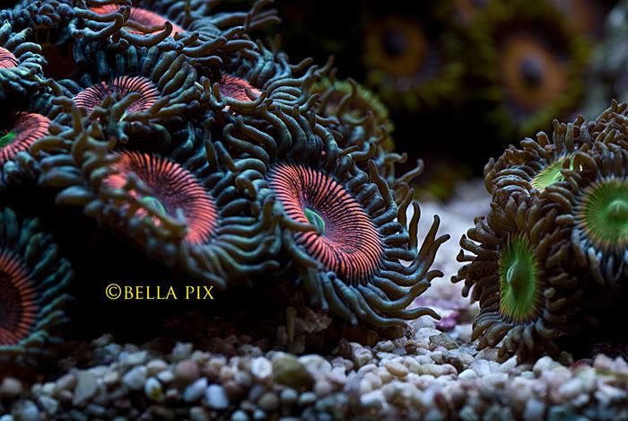 carlito alien eye2 - Palythoa's and Zoanthid's Pictures