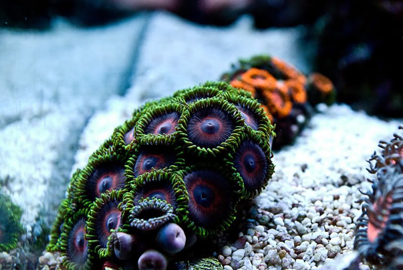 jokers - Palythoa's and Zoanthid's Pictures