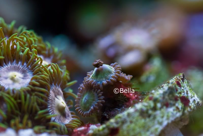 spartans zooanthellae2 - Zoa Booger
