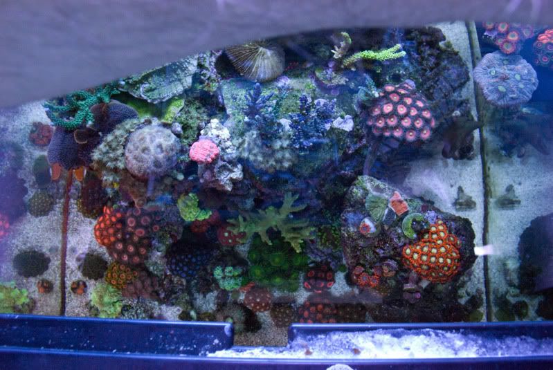 topdown3 - Palythoa's and Zoanthid's Pictures