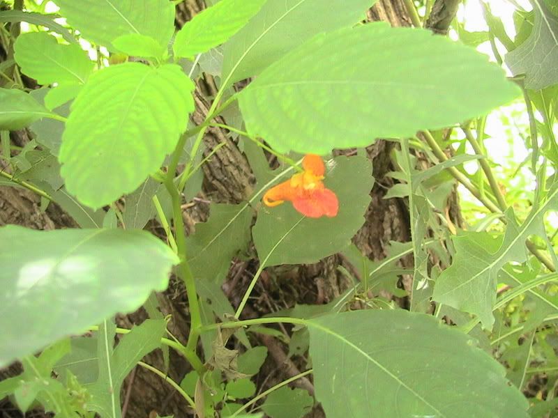 jewelweed flower Pictures, Images and Photos
