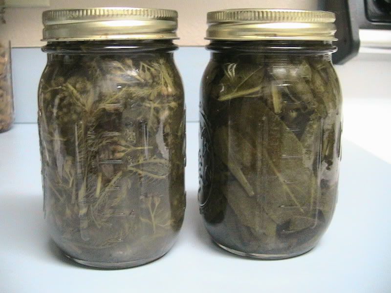 yarrow (left) and comfrey (right) tinctures Pictures, Images and Photos