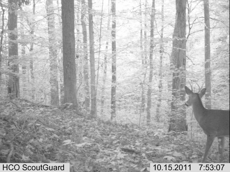 trailcam005-3.jpg