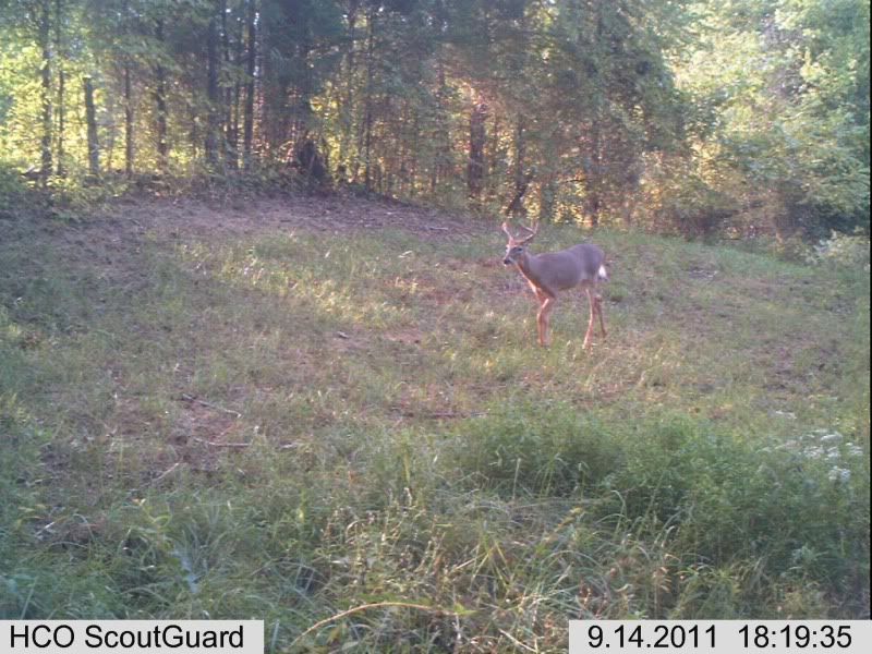 trailcam006-2.jpg