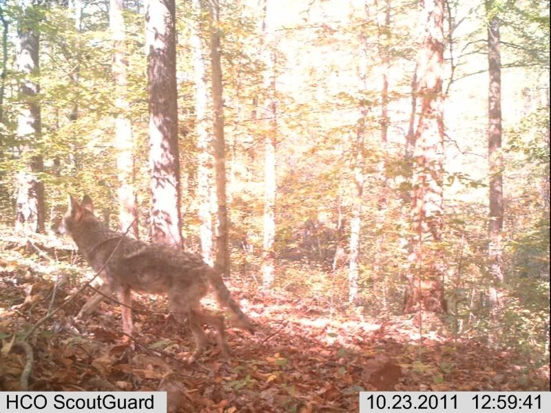 trailcam008.jpg