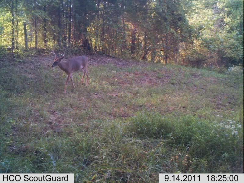 trailcam009.jpg