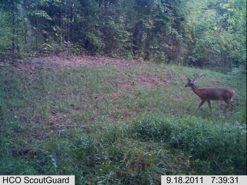 trailcam013-4.jpg