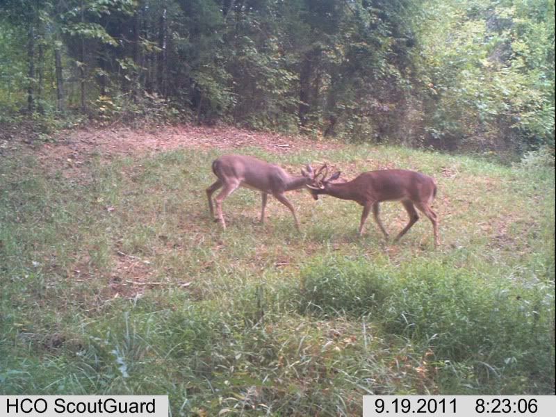 trailcam022-3.jpg