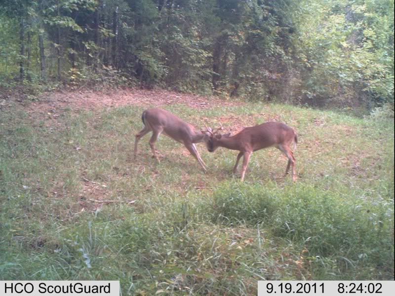 trailcam023-3.jpg