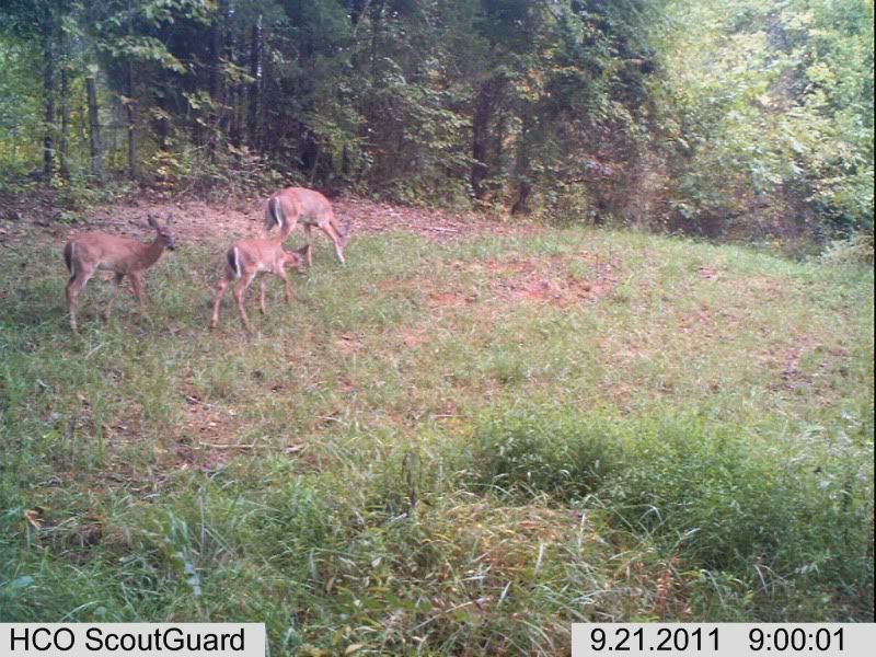 trailcam027-2.jpg