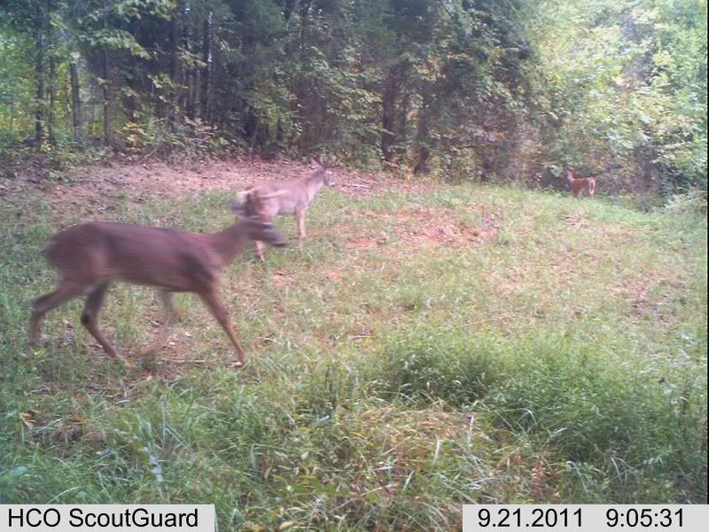 trailcam030-2.jpg