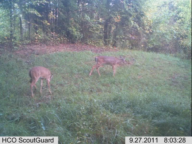 trailcam053-1.jpg